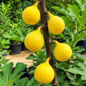 Dyna Fig Plant – High Yield Sweet Fig Variety