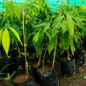 Tejpatta Plant (Indian Bay Leaf) – Aromatic Spice Plant