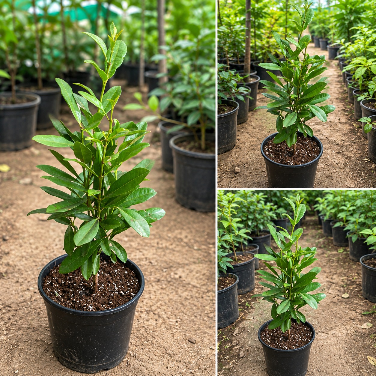 Allspice Plant (Kebabchini) – Aromatic Spice Fruit Plant
