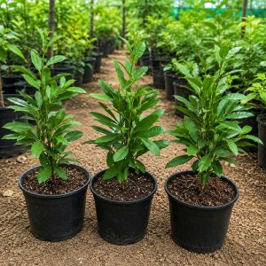 Allspice Plant (Kebabchini) – Aromatic Spice Fruit Plant