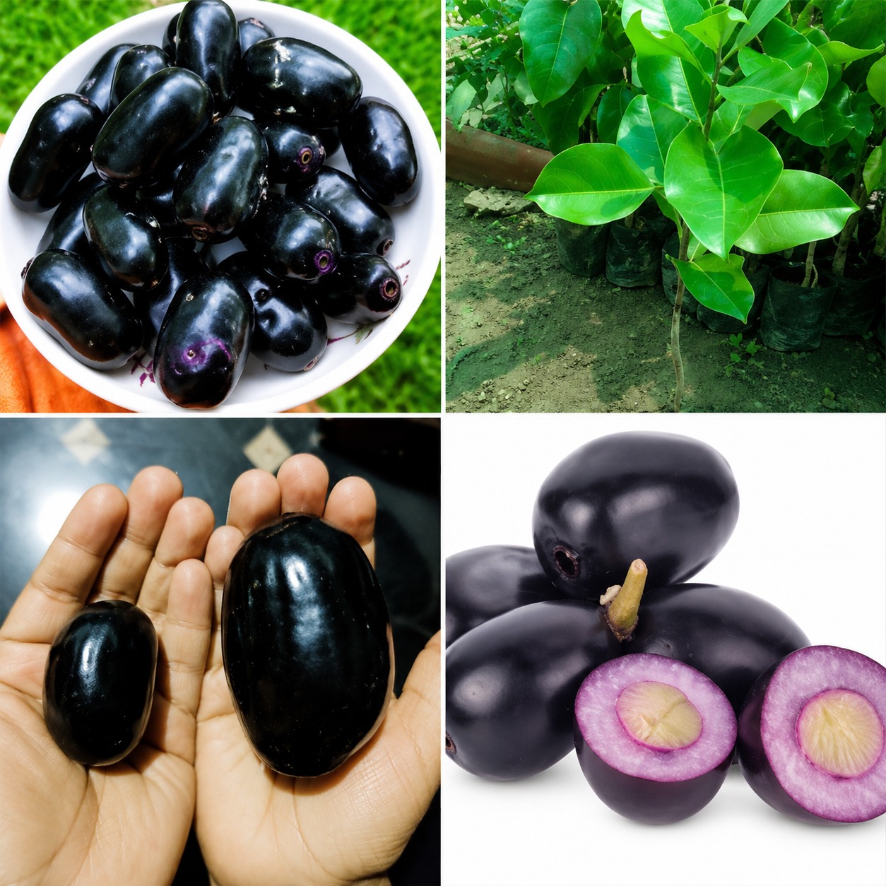 Thai KG-10 Jamun Plant (Thai King Jamun) – Premium Grafted Fruit Plant