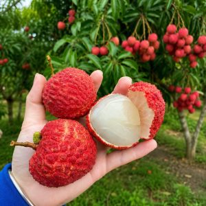 China 3 Litchi Plant – Premium Sweet Large Size Litchi Fruit Plant