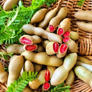 Red Imli Plant (Thai Red Sweet Tamarind / Indonesian Sweet Tamarind) – Premium Grafted Fruit Plant