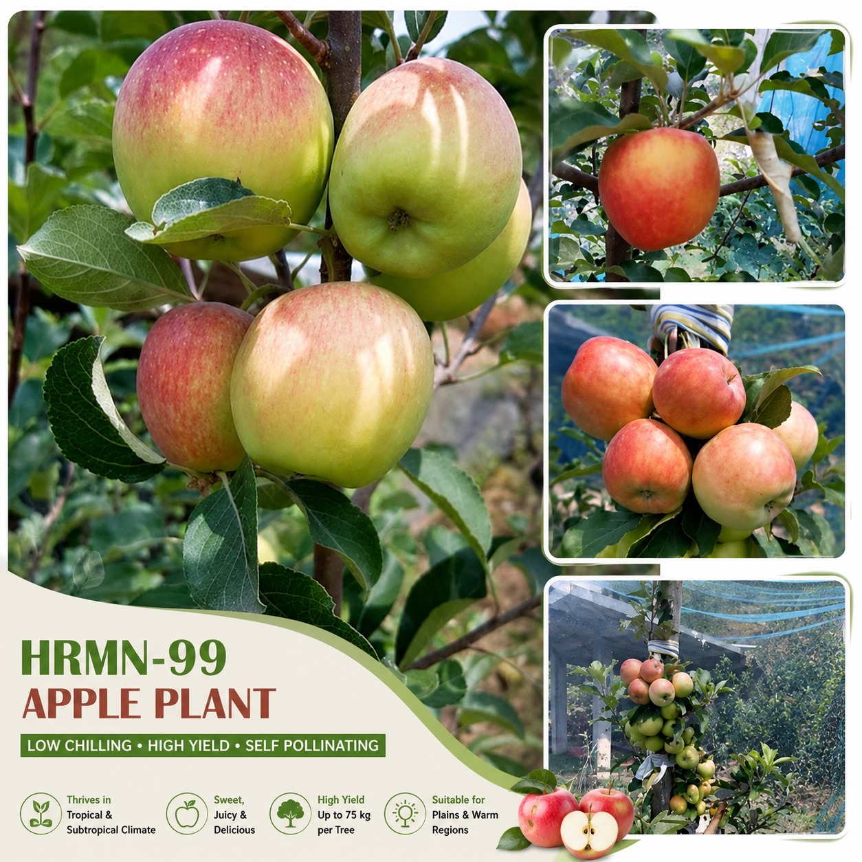 HRMN-99 Apple Plant – Low Chilling Hybrid Apple Variety for Plains & Tropical Climate