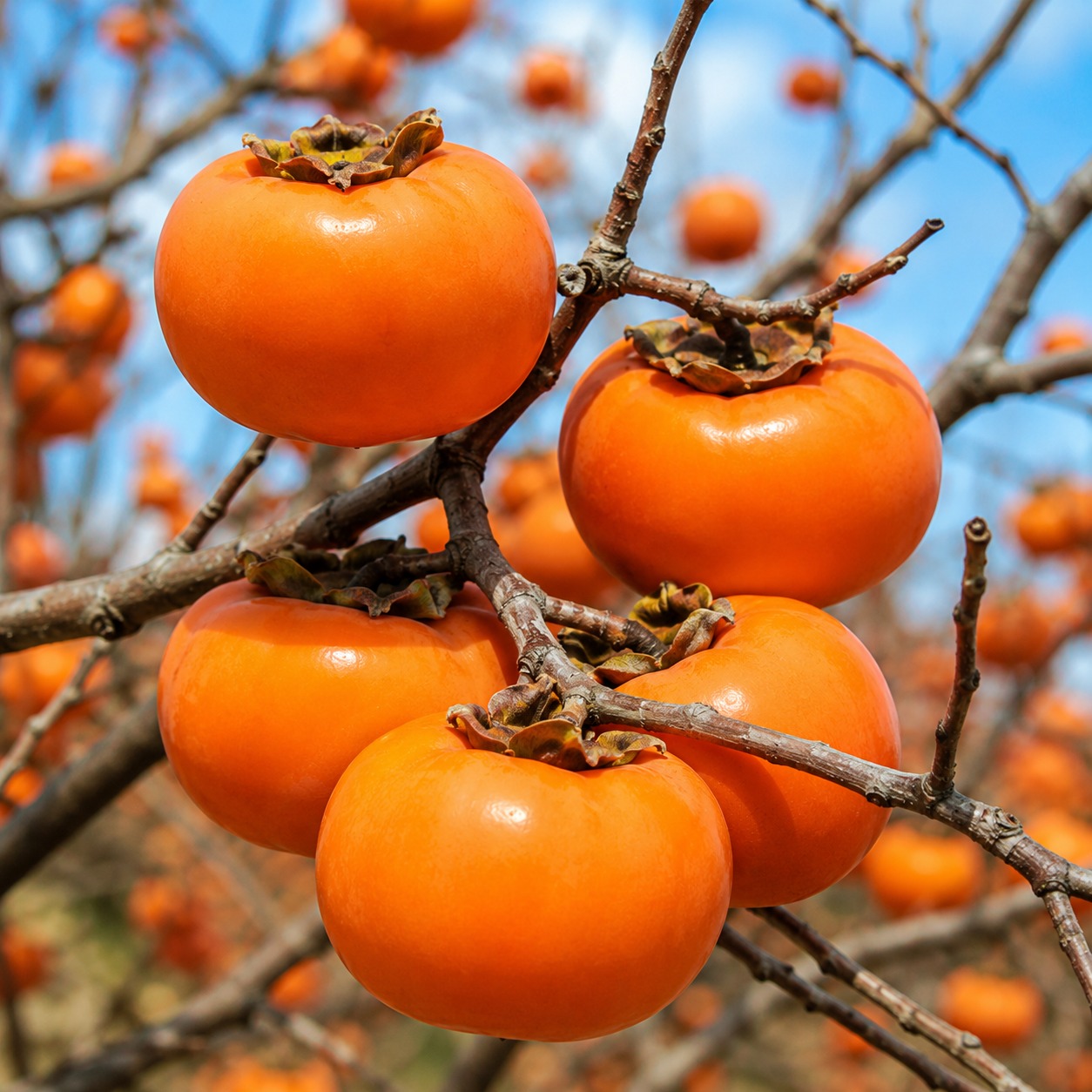 Fuyu Persimmon Plant – Premium Non-Astringent Japanese Persimmon Fruit Plant