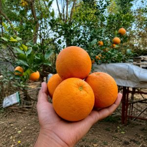 Winter King Mosambi Plant – Ultra Sweet Honey Taste Premium Sweet Lime Variety