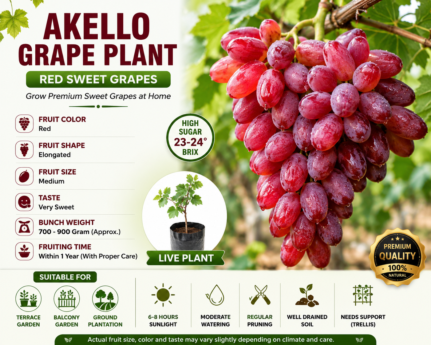 Akello Grape Plant (Red Sweet Grapes) – High Sugar Variety | Fast Fruiting | Ideal for Terrace & Garden