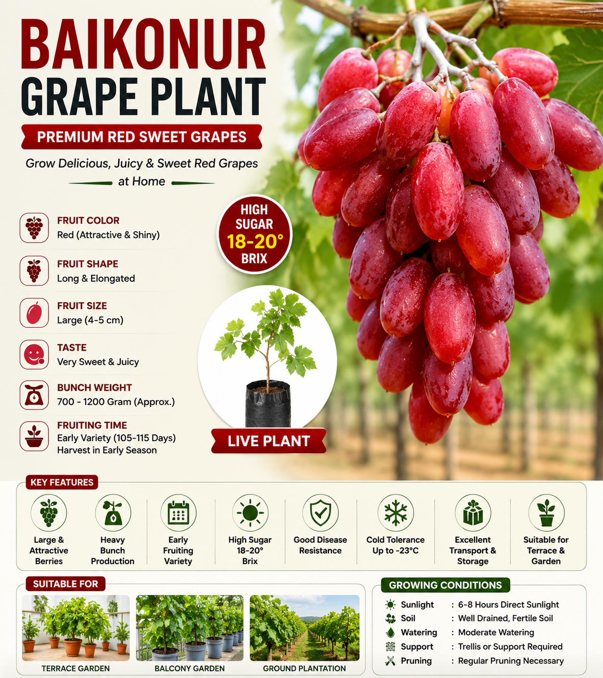 Baikonur Grapes Plant for Home & Terrace Gardening – Premium Sweet & High Yield Variety