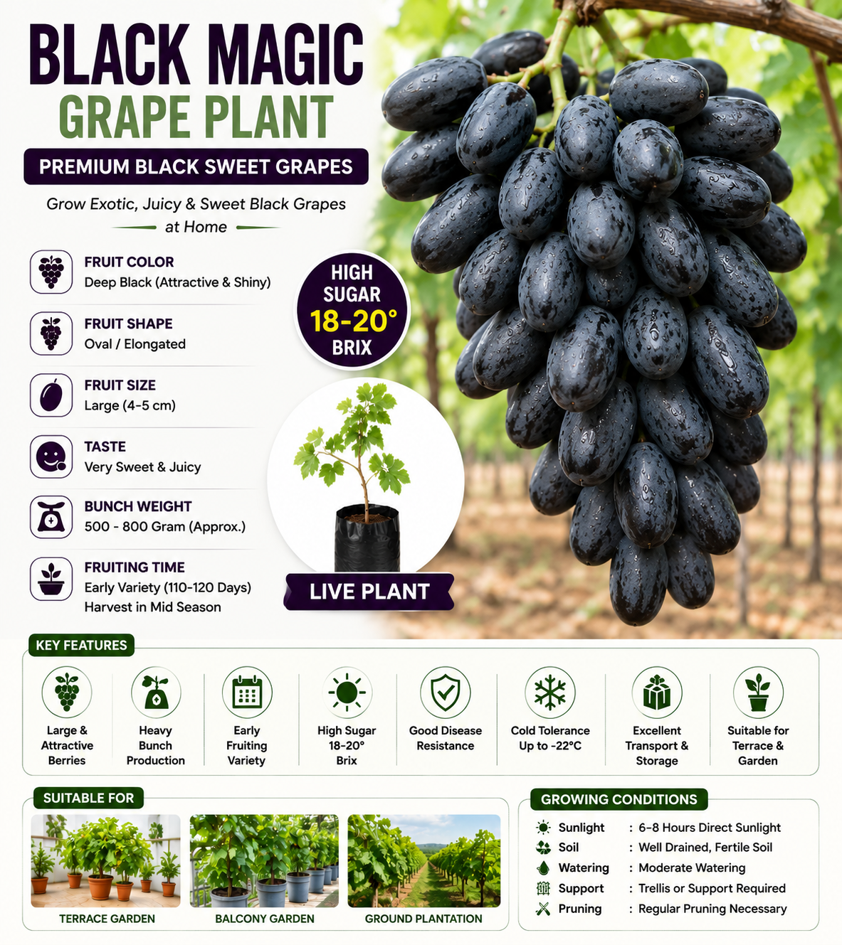 Black Magic Grape Plant – Premium Black Sweet Grapes | High Yield Variety | Terrace & Garden Suitable