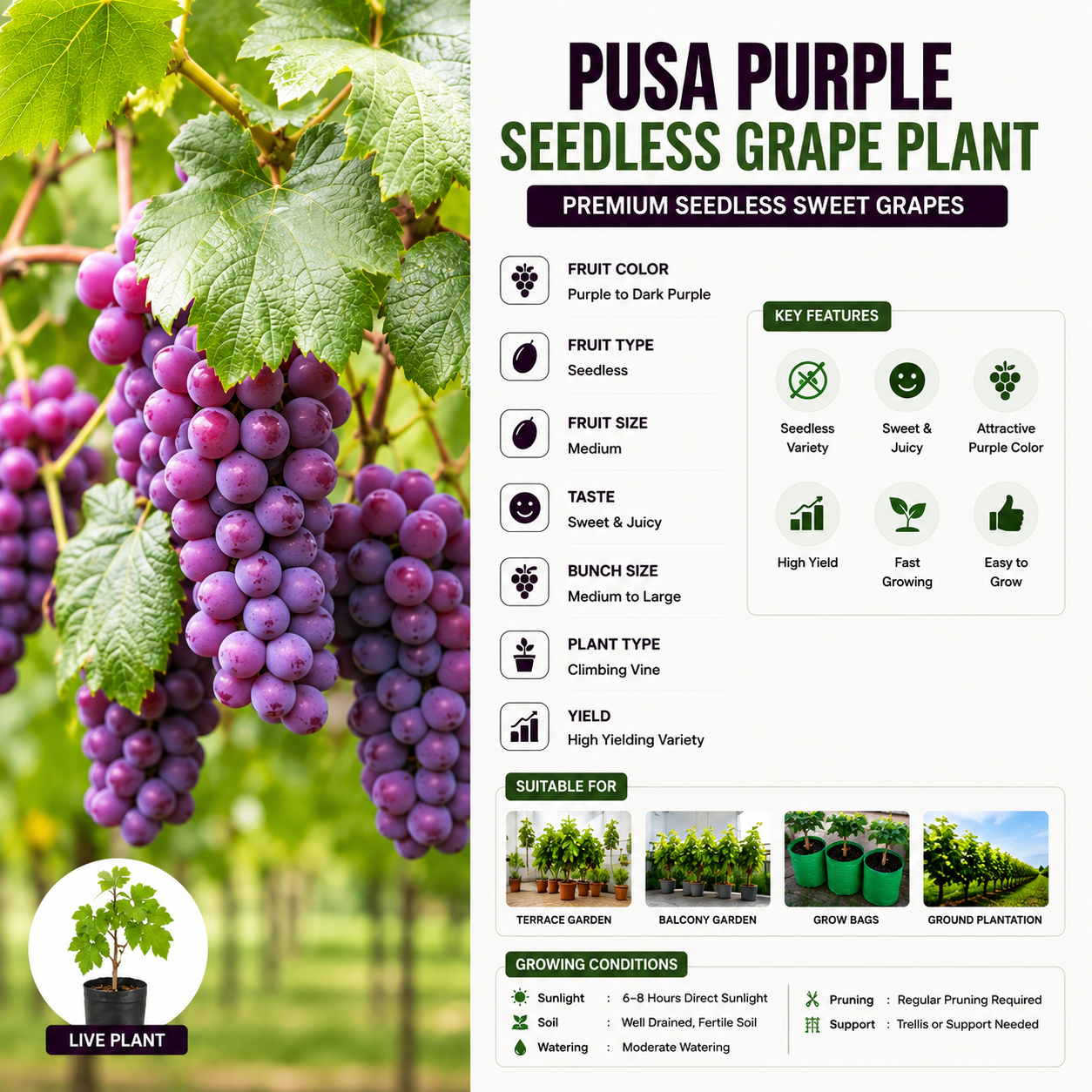 Pusa Purple Seedless Grape Plant – Premium Seedless Sweet Grapes | High Yield Variety | Terrace & Garden Suitable