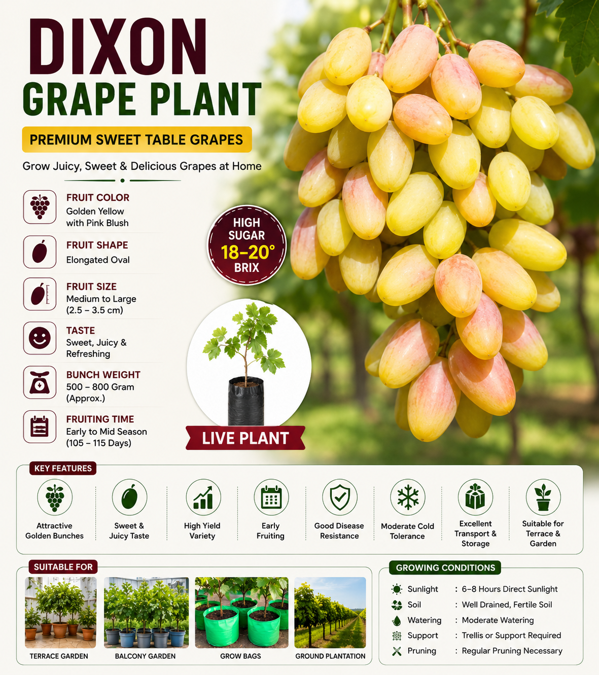 Dixon Grape Plant – Premium Sweet Table Grapes | High Yield Variety | Terrace & Garden Suitable