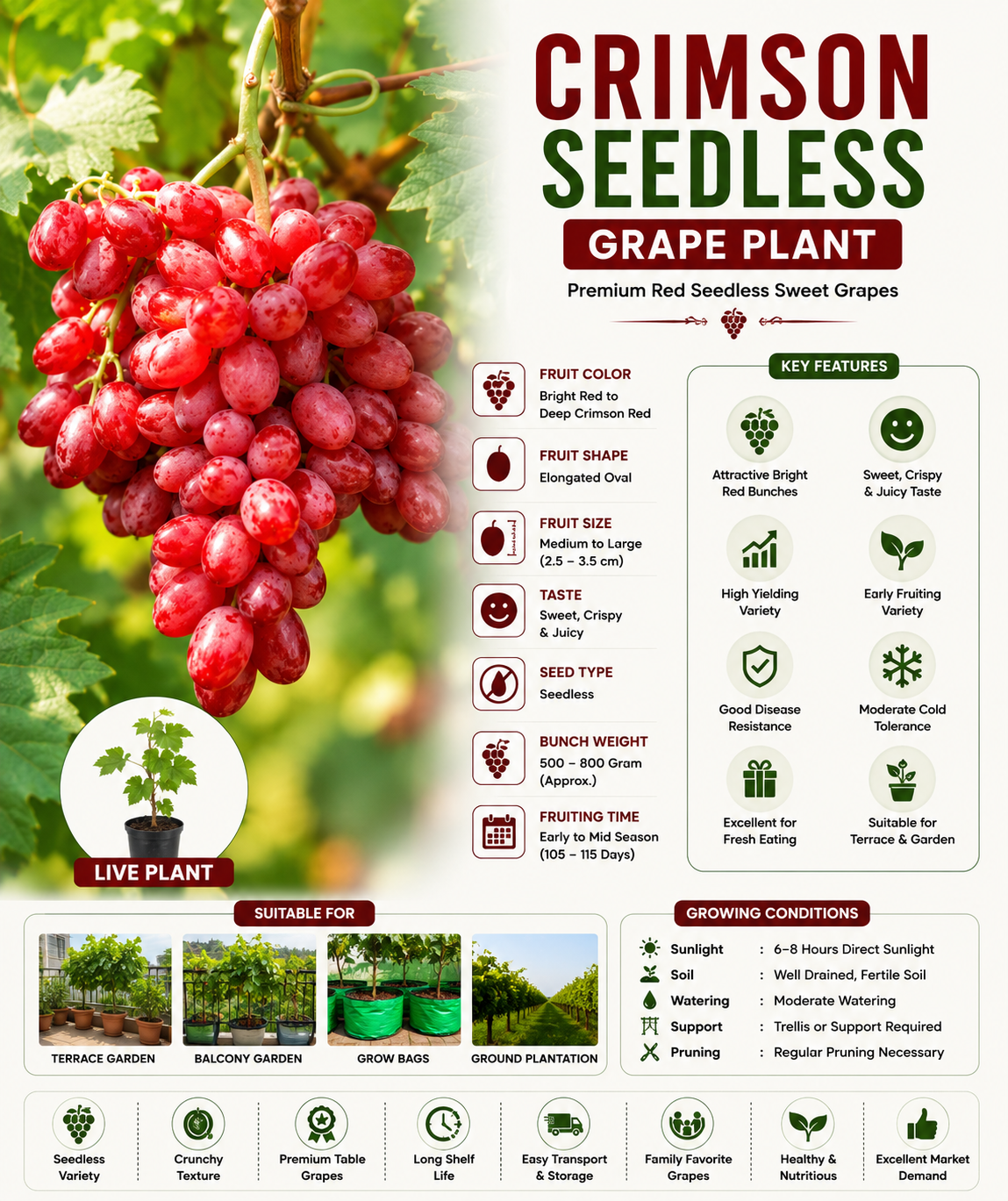 Crimson Seedless Grape Plant – Premium Red Seedless Sweet Grapes | High Yield Variety | Terrace & Garden Suitable