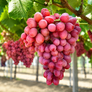 Red Flame Seedless Grape Plant – Premium Red Sweet Seedless Grapes | High Yield Variety | Terrace & Garden Suitable
