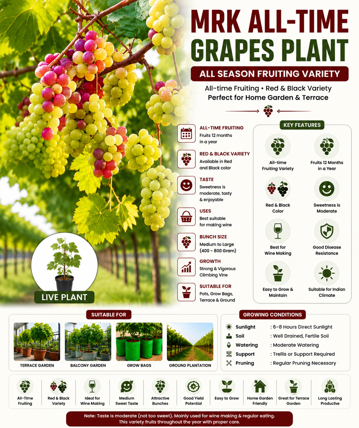 MRK All-Time Grape Plant – Sweet All Season Grapes | Fast Growing Variety | Terrace & Garden Suitable