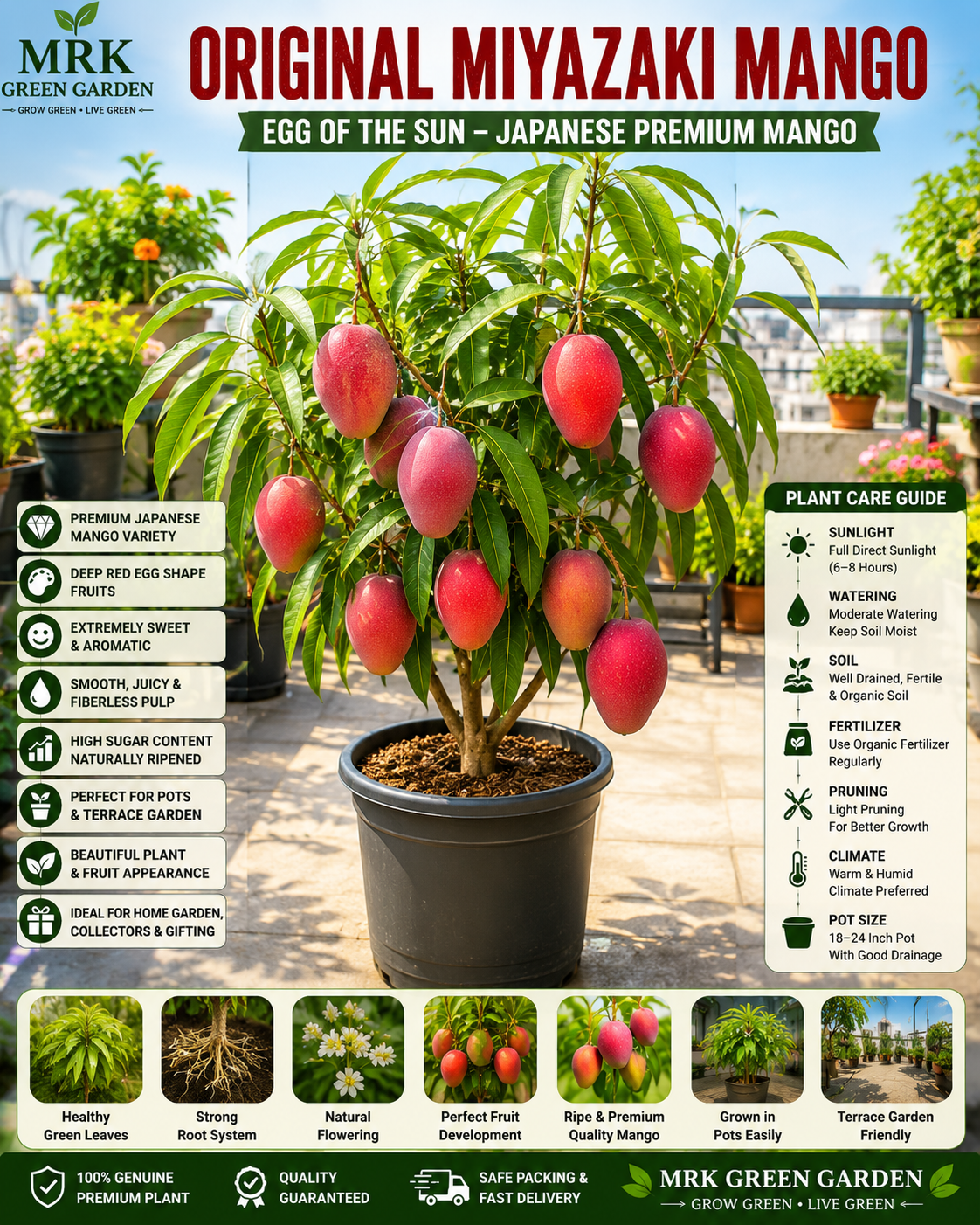 Original Miyazaki Mango Plant – Egg of the Sun Japanese Mango | Premium Red Exotic Mango Variety