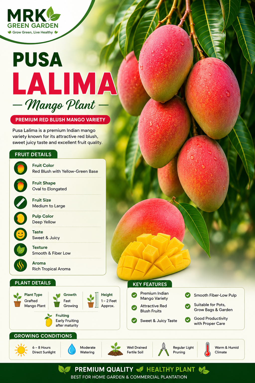 Pusa Lalima Mango Plant – Premium Red Blush Sweet Mango Variety | Exotic Grafted Mango Plant