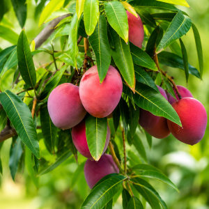 Pusa Lalima Mango Plant – Premium Red Blush Sweet Mango Variety | Exotic Grafted Mango Plant