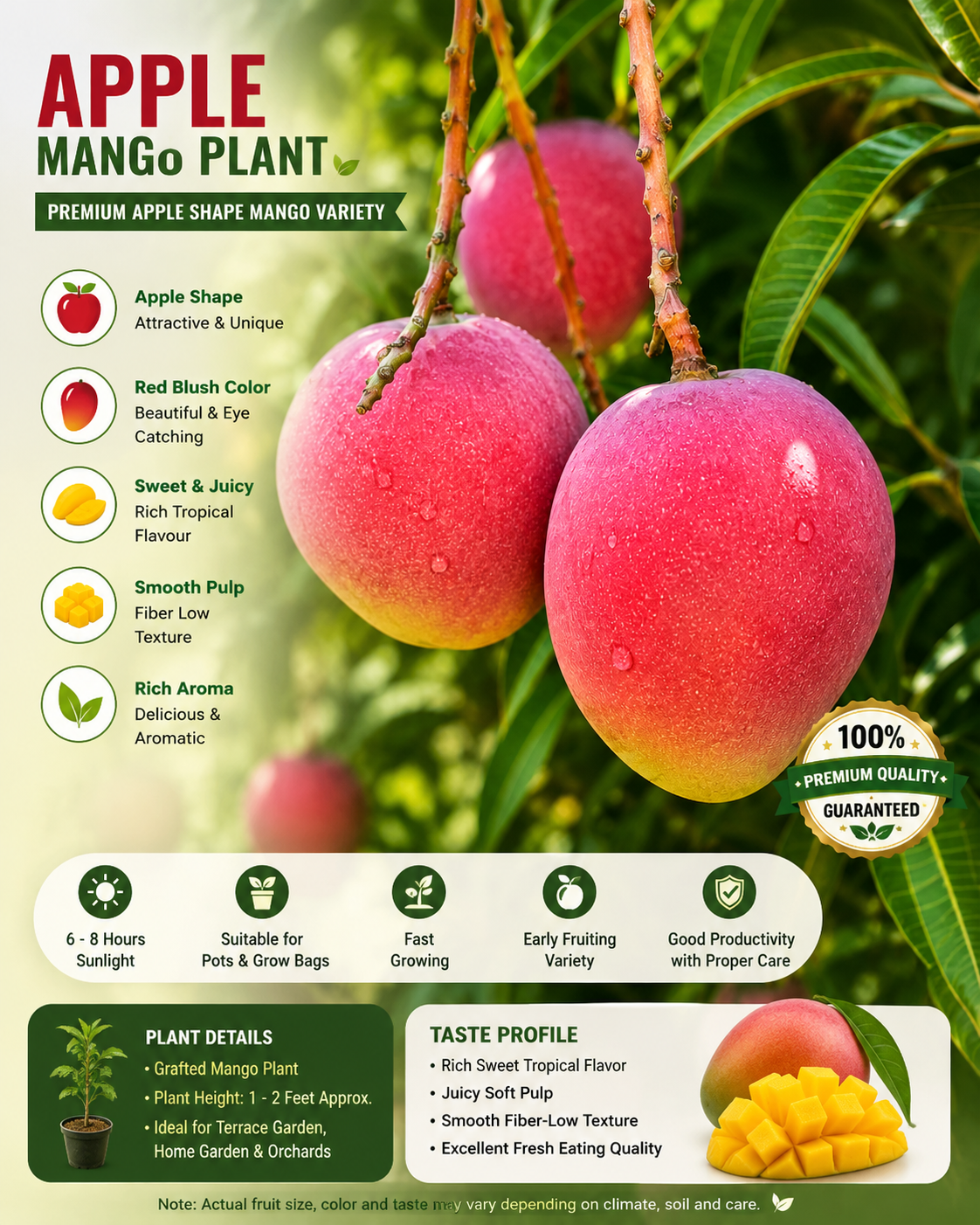 Apple Mango Plant – Premium Red Apple Shape Mango Variety | Sweet Exotic Mango Plant