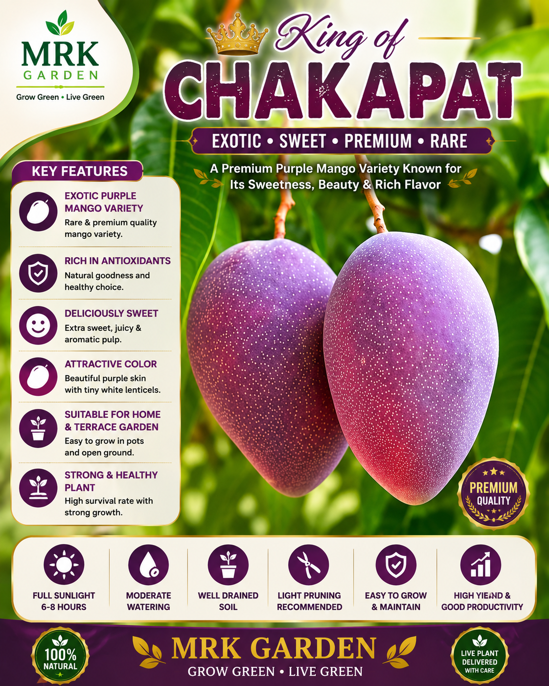 King of Chakapat Mango Plant – Premium Giant Sweet Mango Variety | Exotic Grafted Mango Plant
