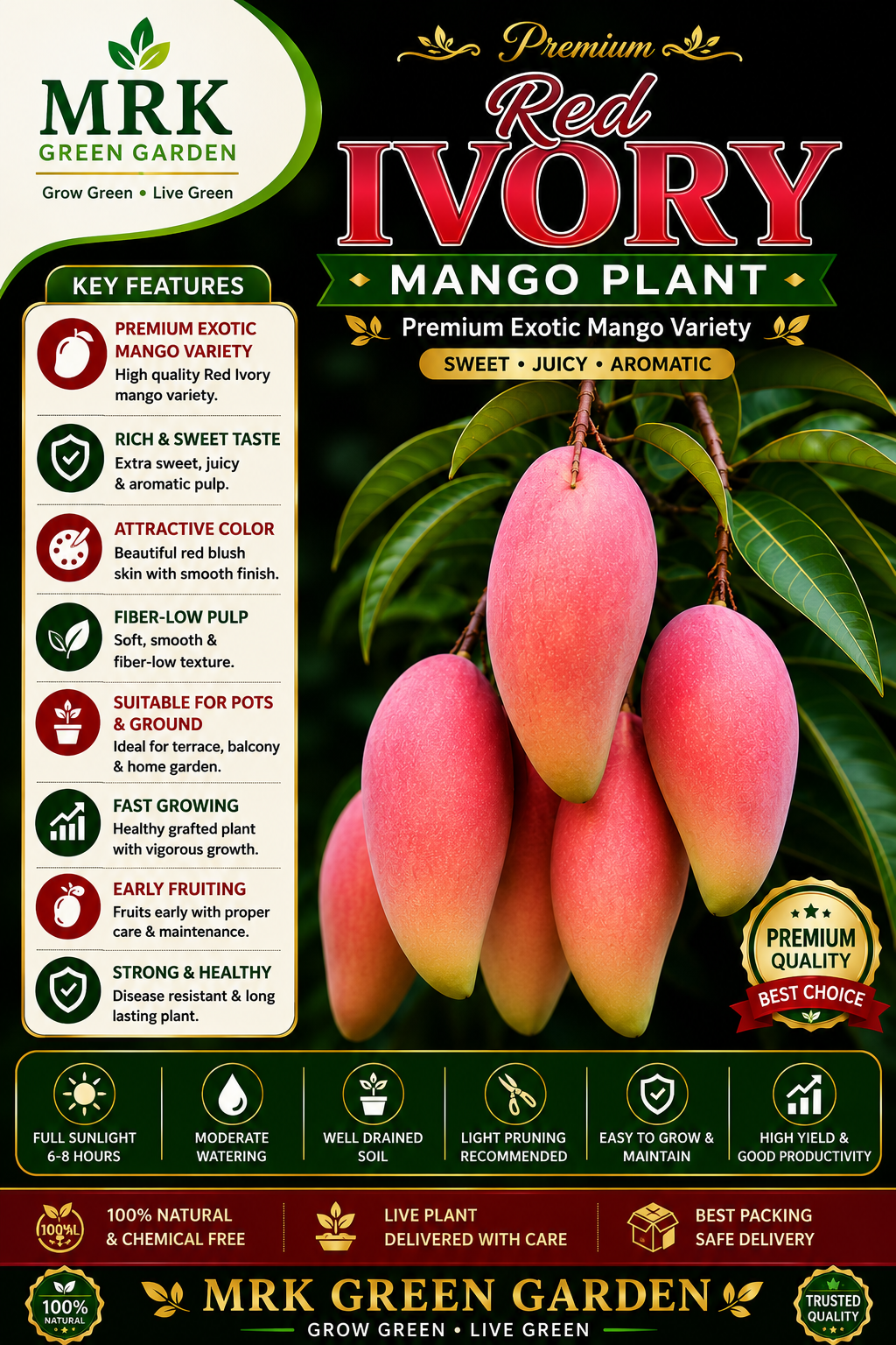Red Ivory Mango Plant – Premium Red Exotic Mango Variety | Sweet & Juicy Grafted Mango Plant