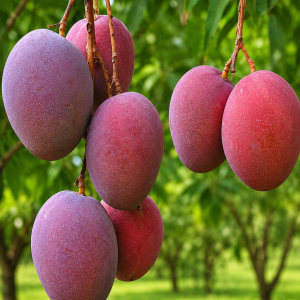 American Red Palmer Mango Plant – Premium Giant Red Mango Variety | Sweet Fiber-Low Mango