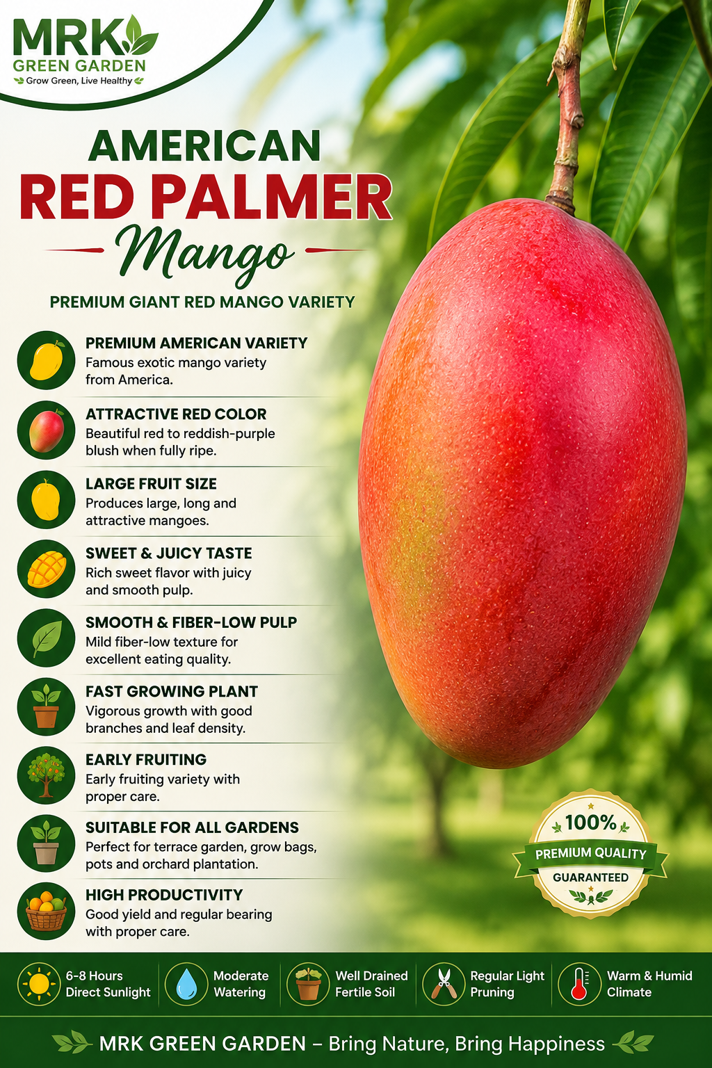 American Red Palmer Mango Plant – Premium Giant Red Mango Variety | Sweet Fiber-Low Mango