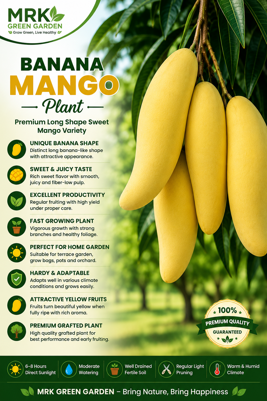 Banana Mango Plant – Premium Long Shape Sweet Mango Variety | Exotic Grafted Mango Plant