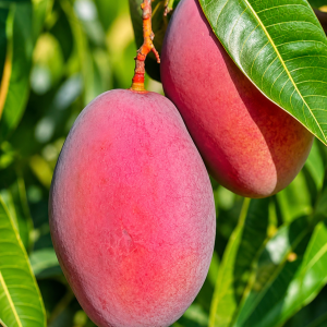 Ambika Mango Plant – Premium Hybrid Red Blush Mango Variety | Sweet Fiberless Grafted Mango Plant