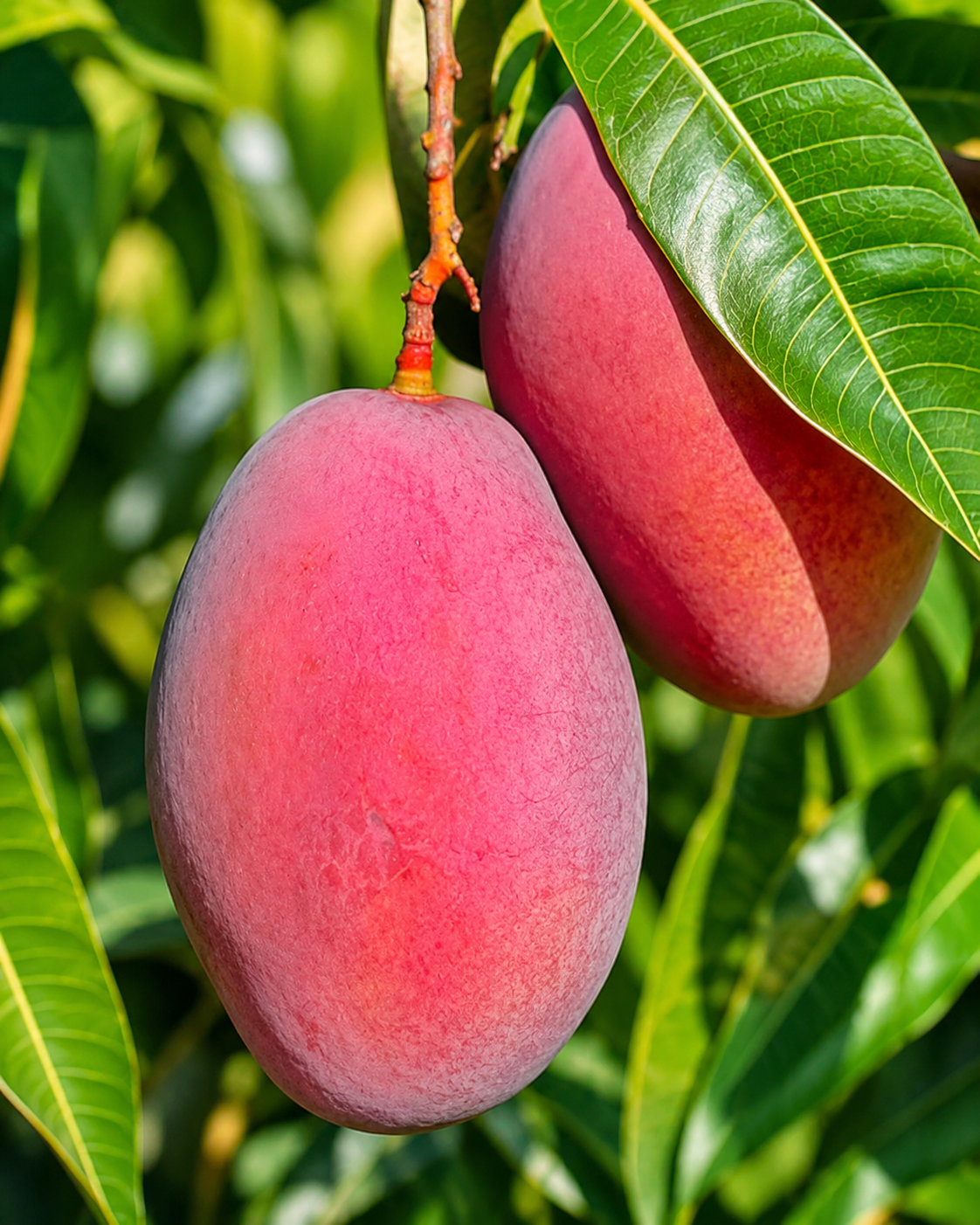 Ambika Mango Plant – Premium Hybrid Red Blush Mango Variety | Sweet Fiberless Grafted Mango Plant