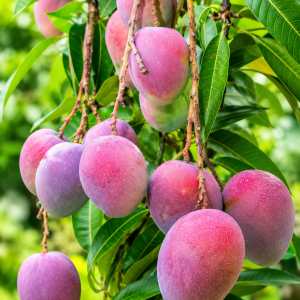 Arunika Hybrid Mango Plant – Premium Red Blush Fiberless Mango Variety for Home Gardening, Terrace Gardening & High Density Plantation