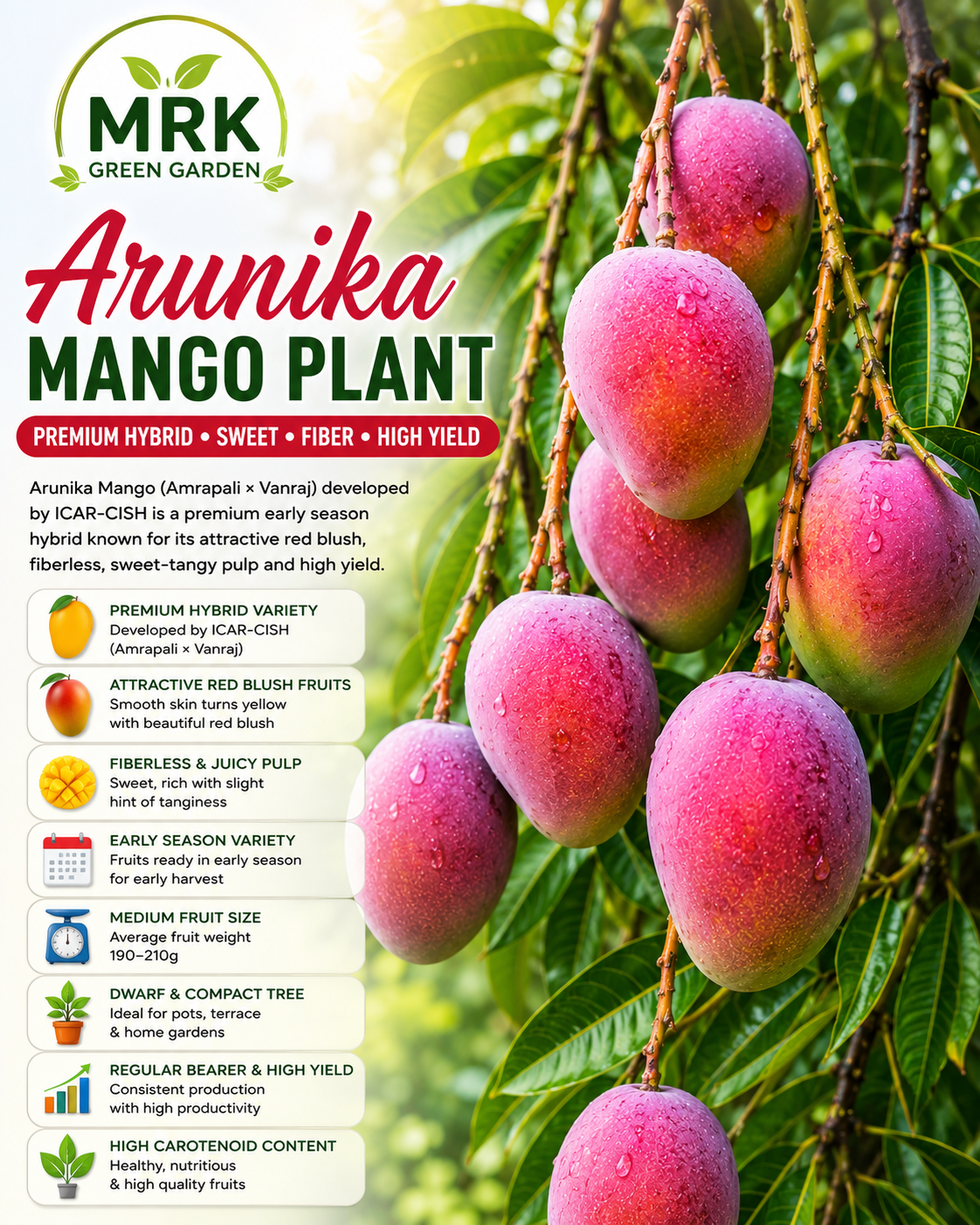 Arunika Hybrid Mango Plant – Premium Red Blush Fiberless Mango Variety for Home Gardening, Terrace Gardening & High Density Plantation
