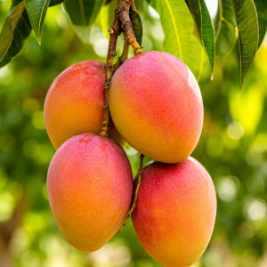 Maya Mango Plant – Premium Israeli Early Season Fiberless Mango Variety for Home Gardening, Terrace Gardening & High Yield Plantation