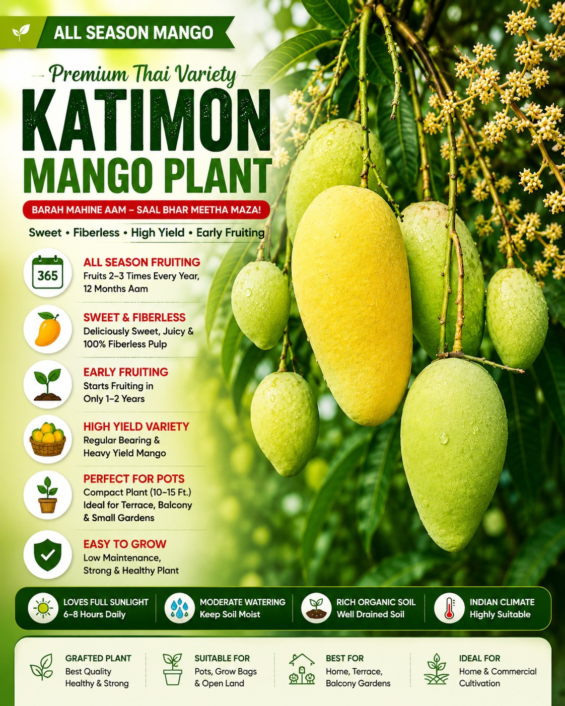Katimon Mango Plant 12 Masi All Time – All Season Mango Variety for Terrace Gardening, Pot Gardening & Home Gardens