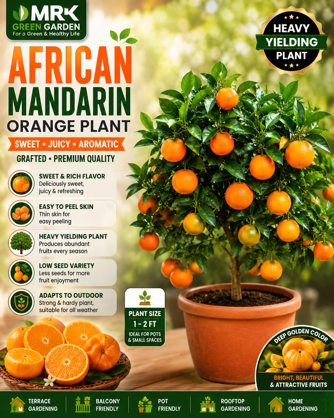 Afourer Mandarin Orange Plant – Premium Sweet Low Seed Moroccan Mandarin Variety for Terrace Gardening & Home Gardens