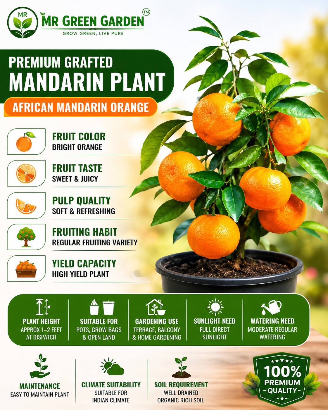 African Mandarin Orange (Small Size Plant) – Sweet & Juicy Mandarin Variety for Terrace & Home Gardening