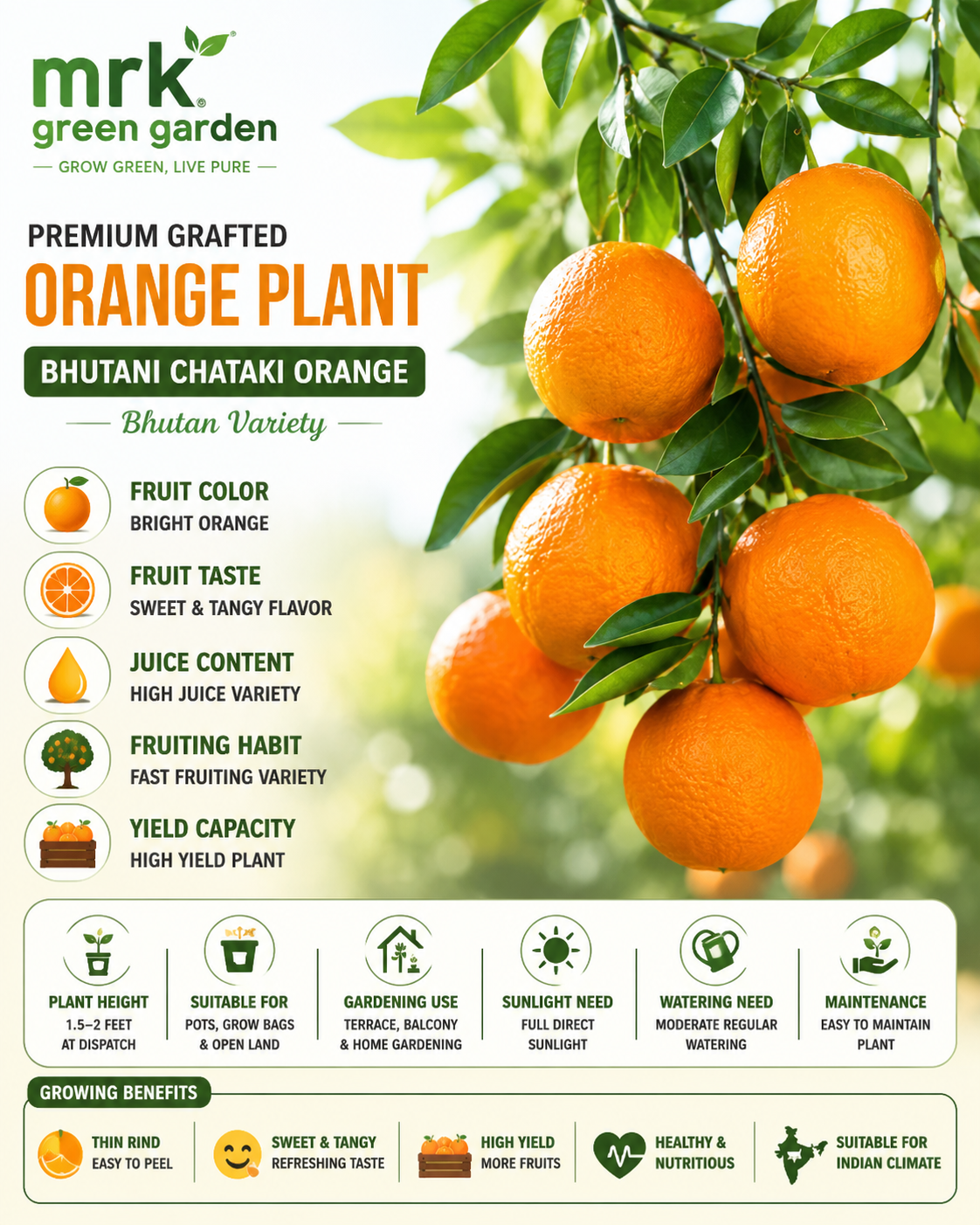 Bhutani Chataki Orange Plant – Sweet & Juicy Bhutan Citrus Variety for Terrace & Home Gardening