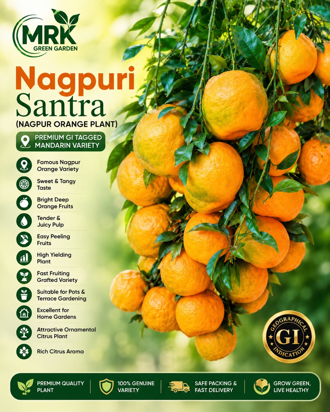 Nagpuri Santra Orange Plant – Premium GI Tagged Sweet & Juicy Mandarin Variety for Home Gardening