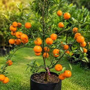 Darjeeling Giant Orange Plant – Premium Large Size Sweet & Juicy Mandarin Variety for Home Gardening