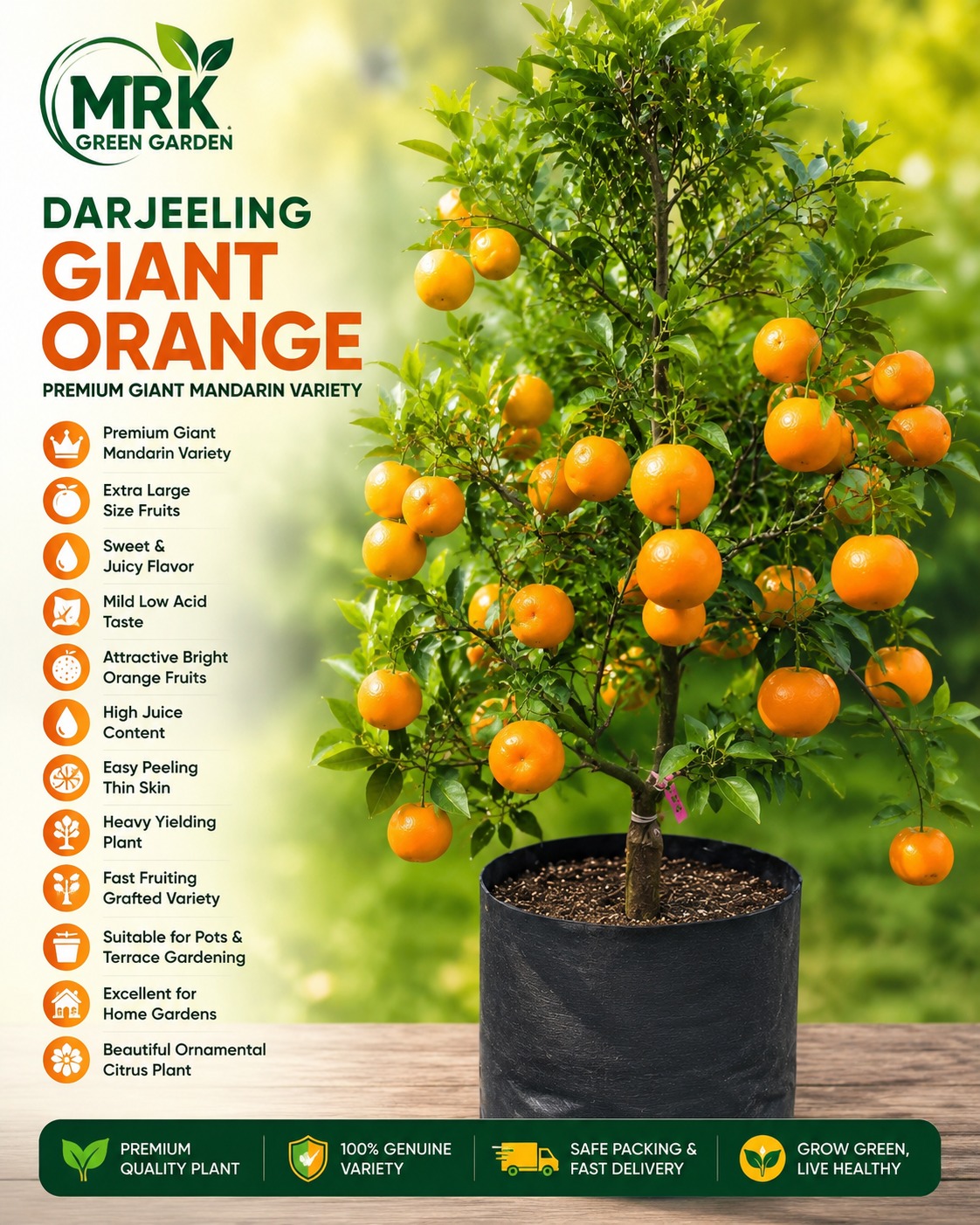 Darjeeling Giant Orange Plant – Premium Large Size Sweet & Juicy Mandarin Variety for Home Gardening