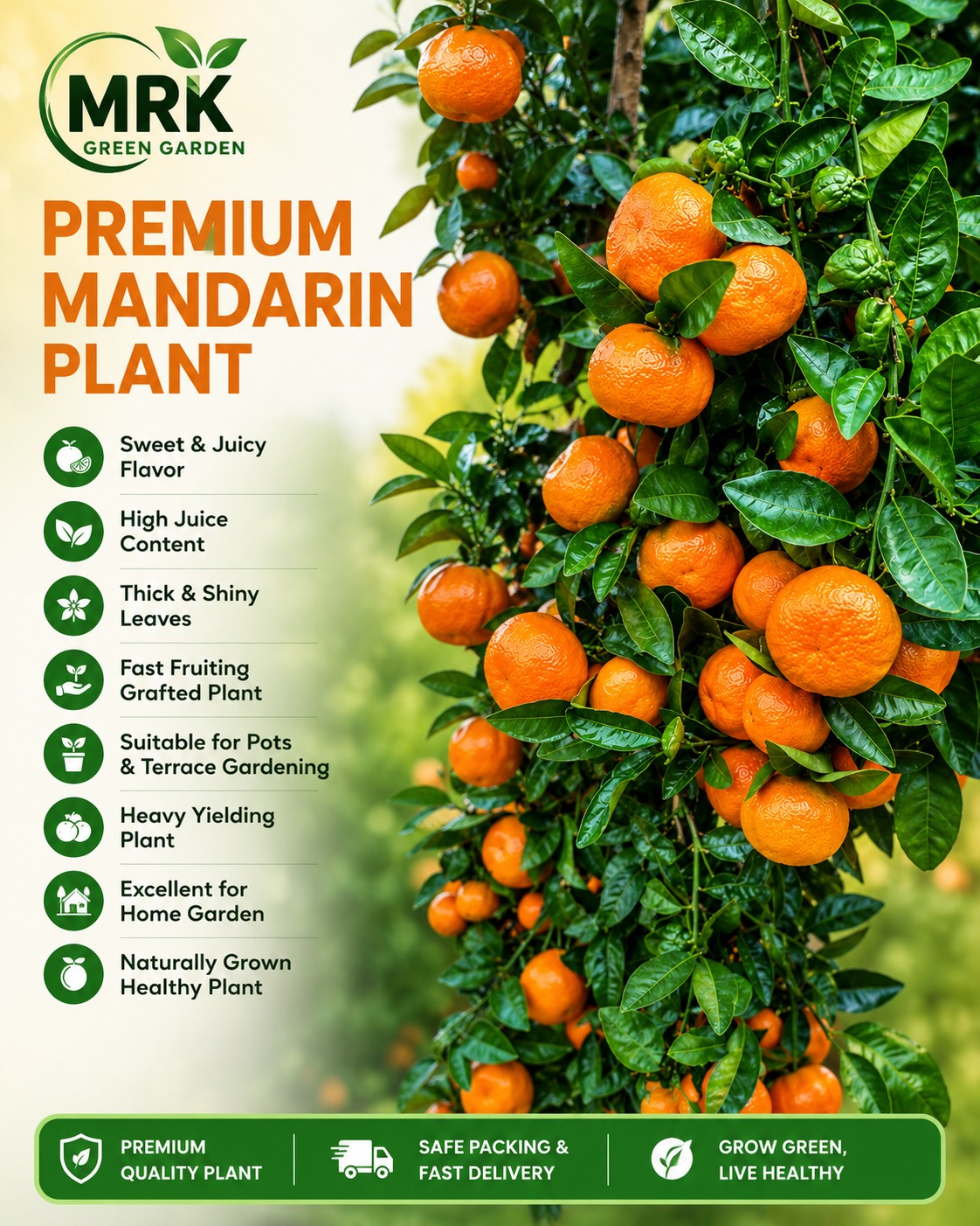 Honey Murcott Mandarin Orange Plant – Premium Honey Sweet Tangor Variety for Home Gardening