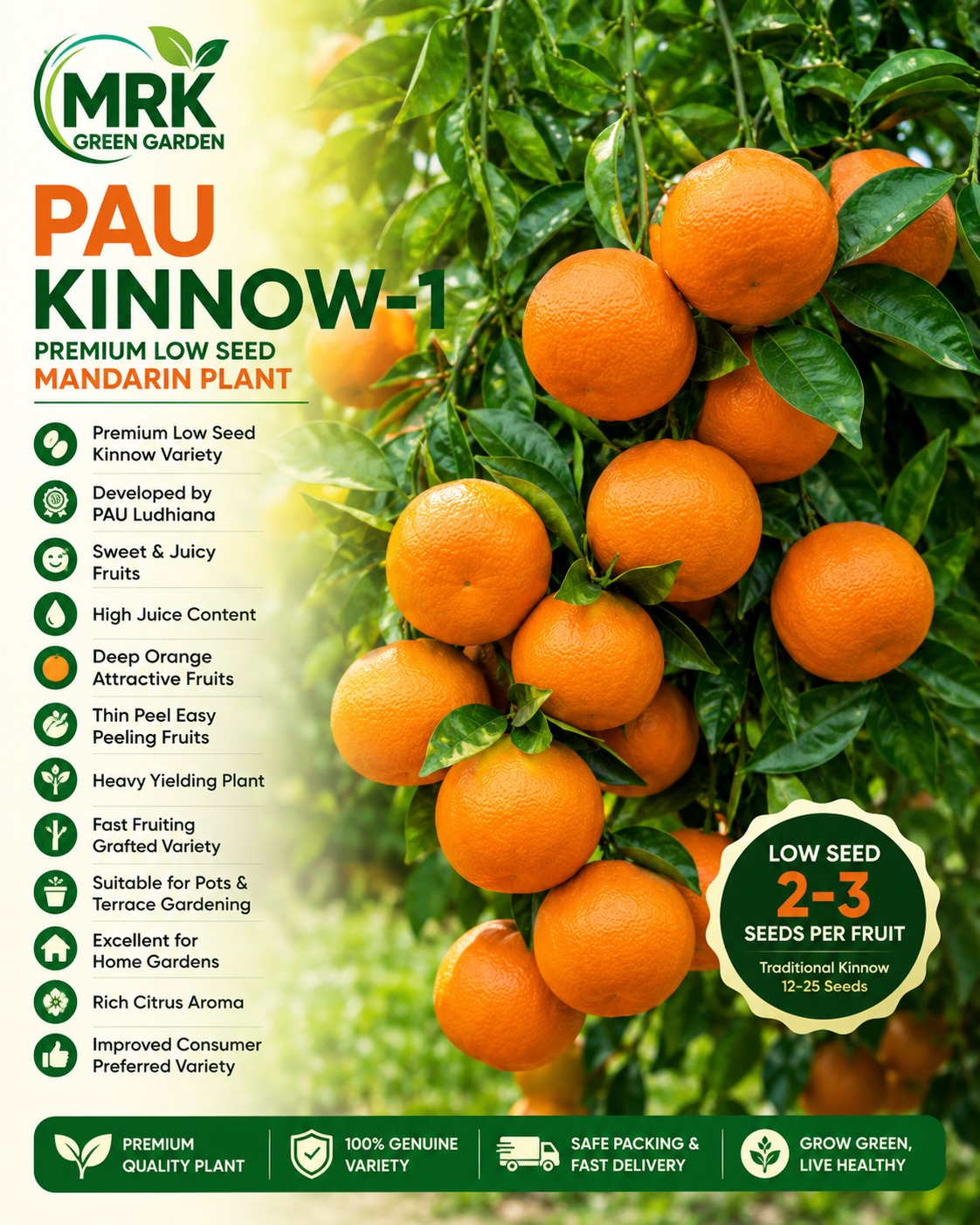 PAU Kinnow-1 Orange Plant – Premium Low Seed Sweet & Juicy Kinnow Variety for Home Gardening