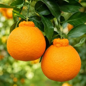 Japanese Dekopon Orange Plant – Premium Seedless Sweet Mandarin Hybrid for Home Gardening