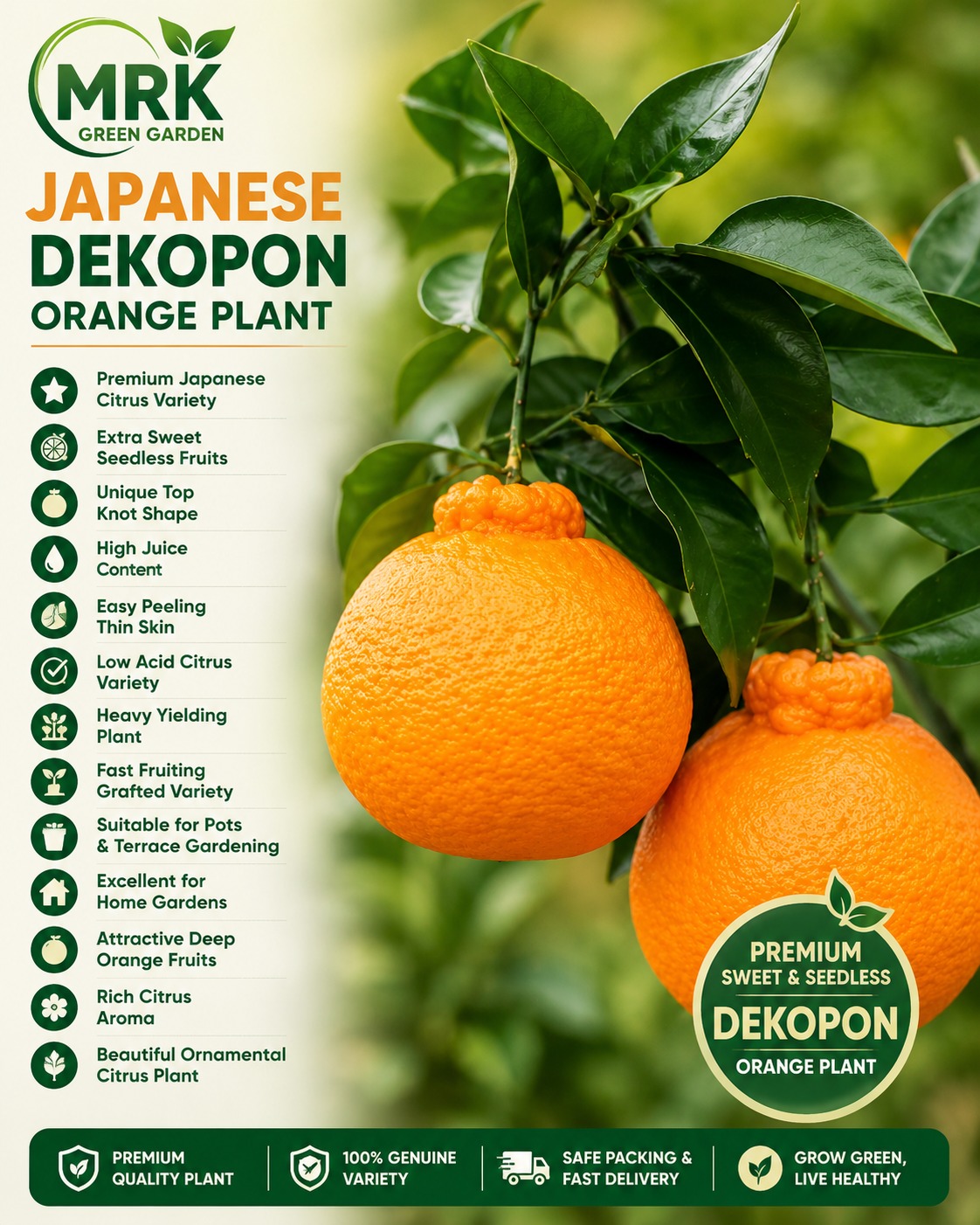 Japanese Dekopon Orange Plant – Premium Seedless Sweet Mandarin Hybrid for Home Gardening