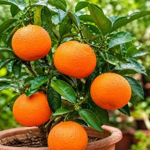 Avana Mandarin Orange Plant – Premium Mediterranean Sweet & Aromatic Citrus Variety for Home Gardening