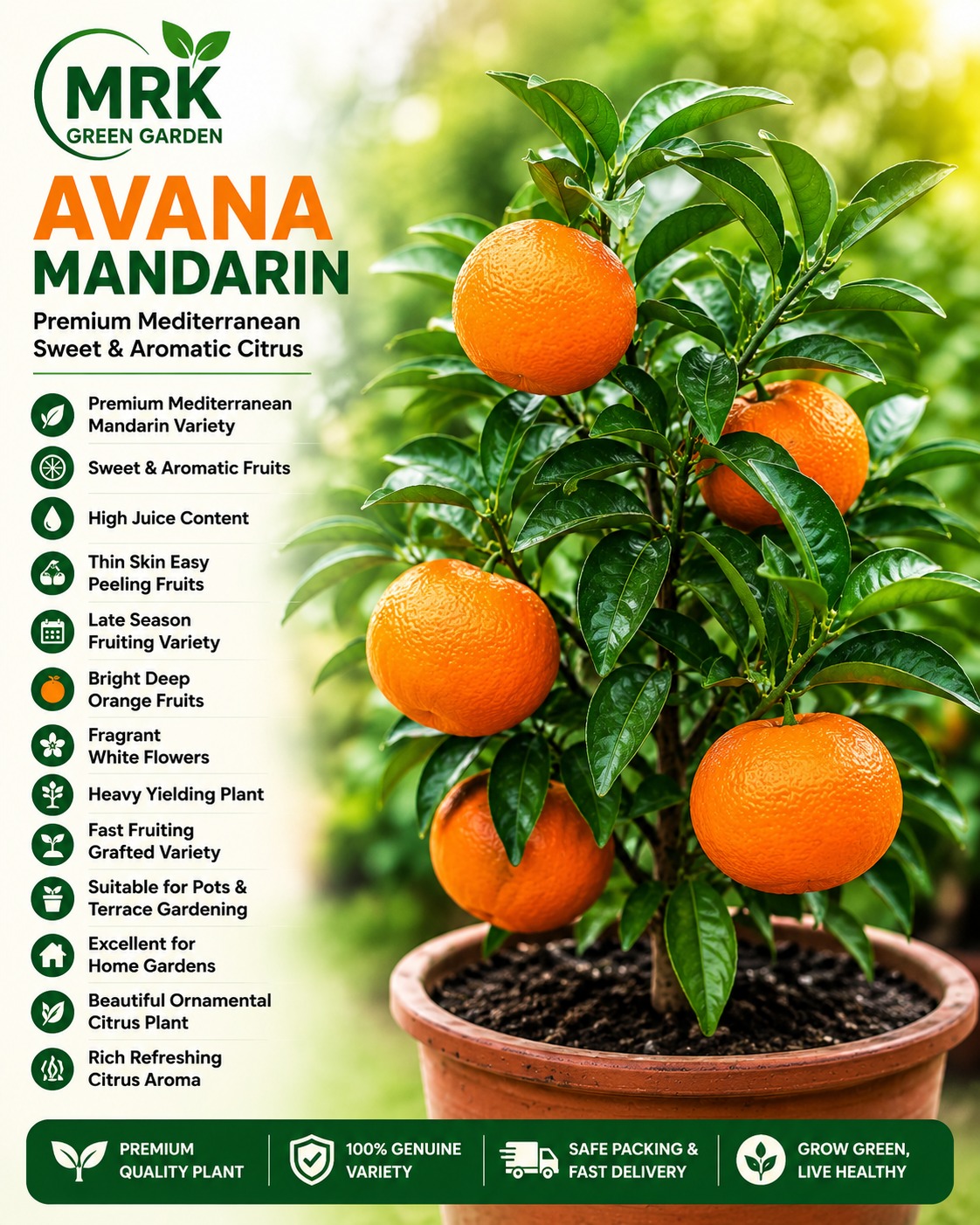 Avana Mandarin Orange Plant – Premium Mediterranean Sweet & Aromatic Citrus Variety for Home Gardening