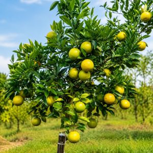 Indian Siki Mosambi Plant – Premium Sweet Lime Variety for Terrace Gardening & Home Gardens