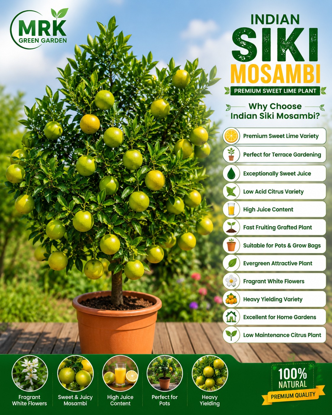Indian Siki Mosambi Plant – Premium Sweet Lime Variety for Terrace Gardening & Home Gardens