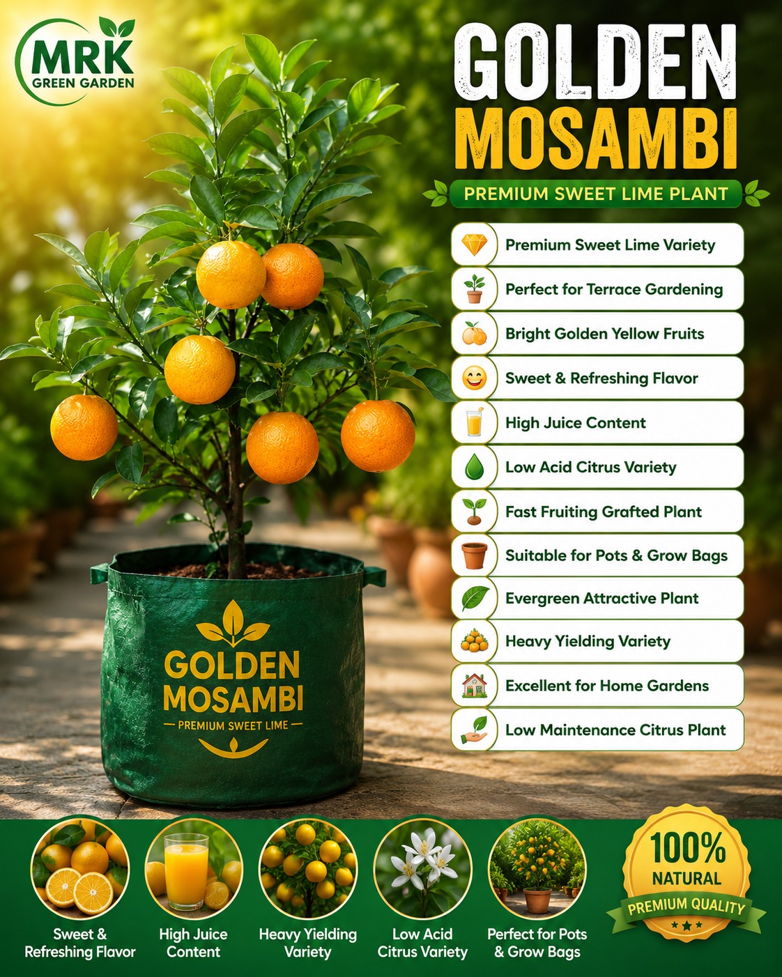 Golden Mosambi Plant – Premium Sweet Lime Variety for Terrace Gardening & Home Gardens