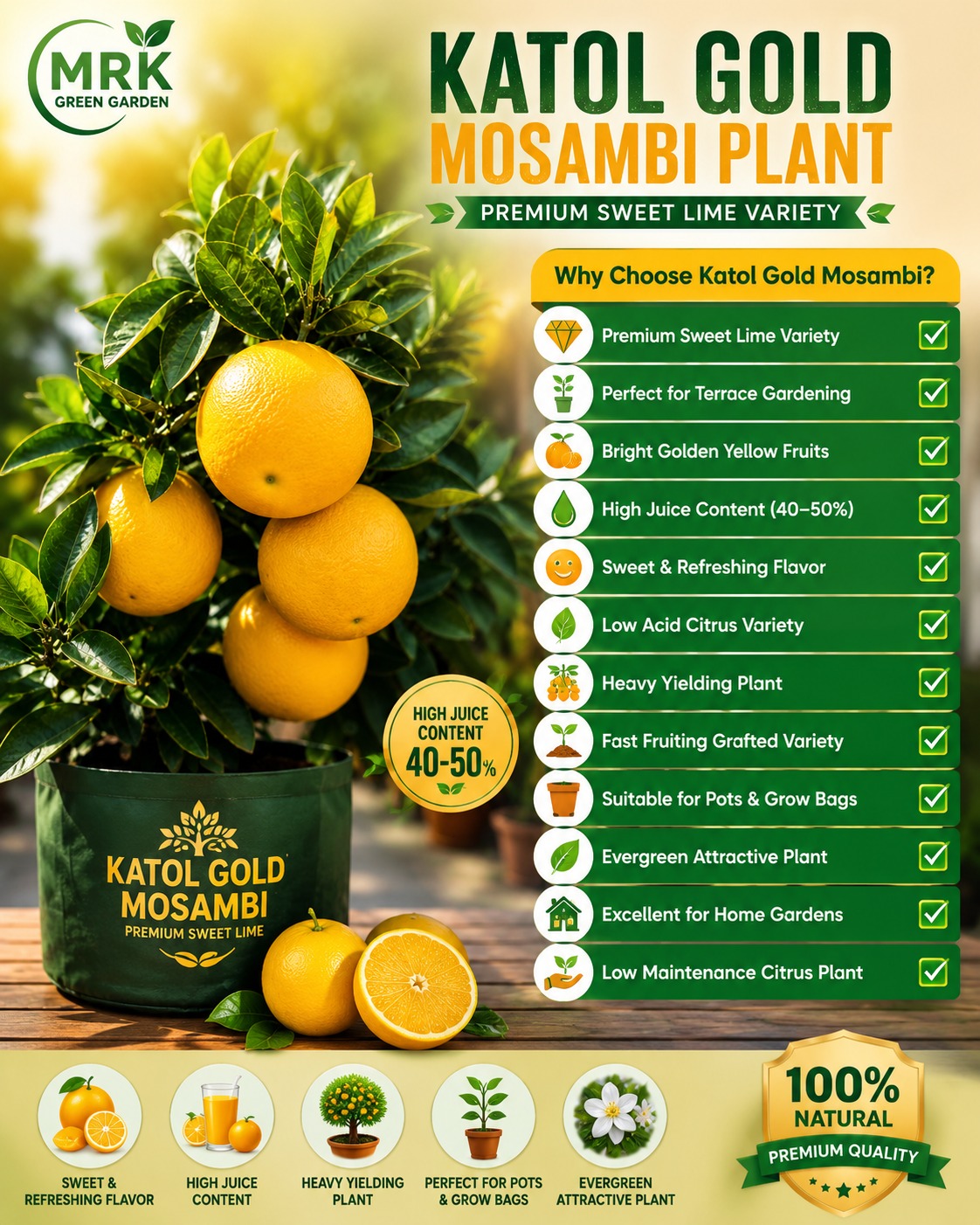 Katol Gold Mosambi Plant – Premium Sweet Lime Variety for Terrace Gardening & Home Gardens
