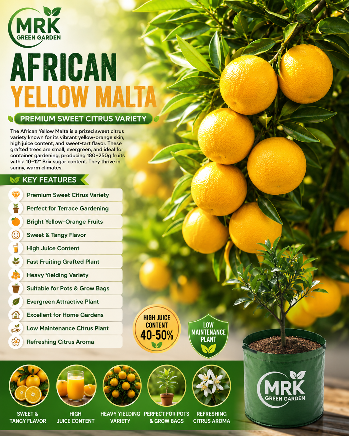 African Yellow Malta Plant – Premium Sweet Citrus Variety for Terrace Gardening & Home Gardens Short Description